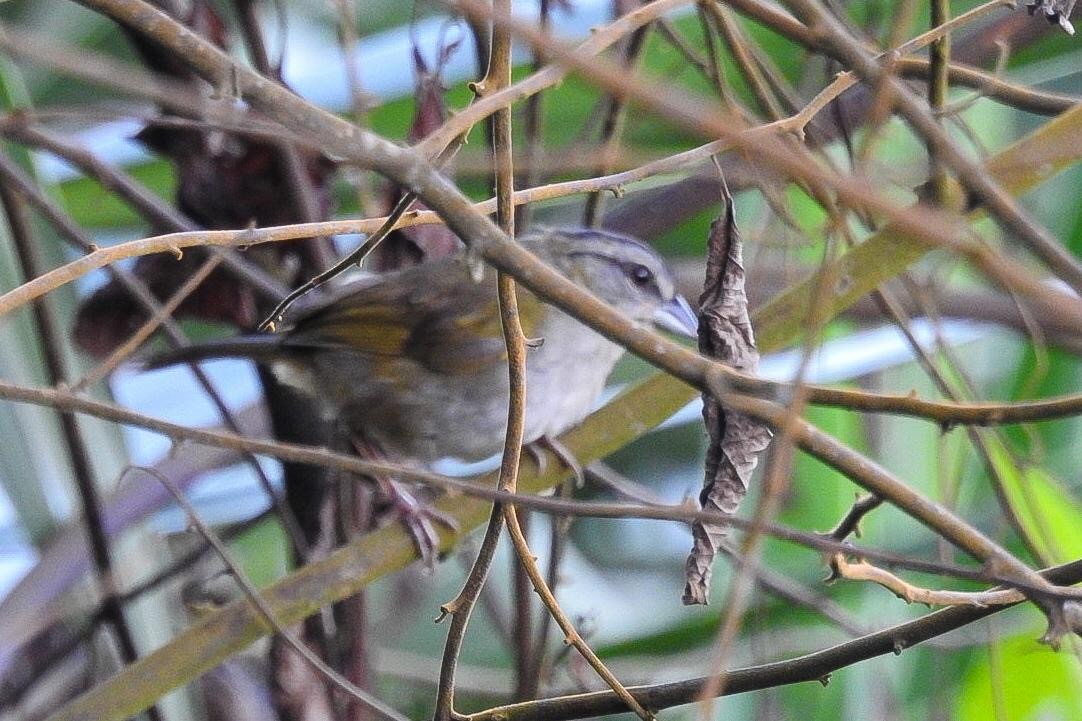 Green-backed Sparrow - ML638821513