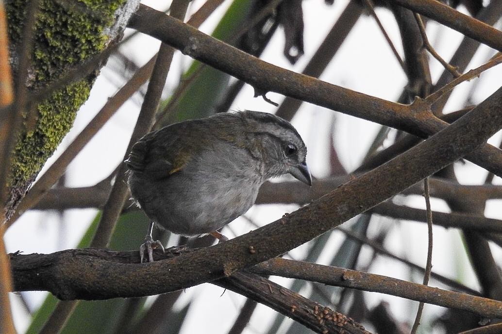 Green-backed Sparrow - ML638821514