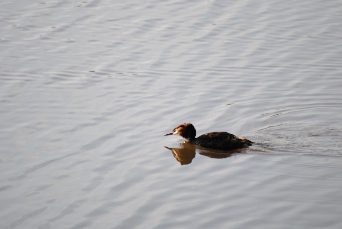 Great Crested Grebe - ML638821536