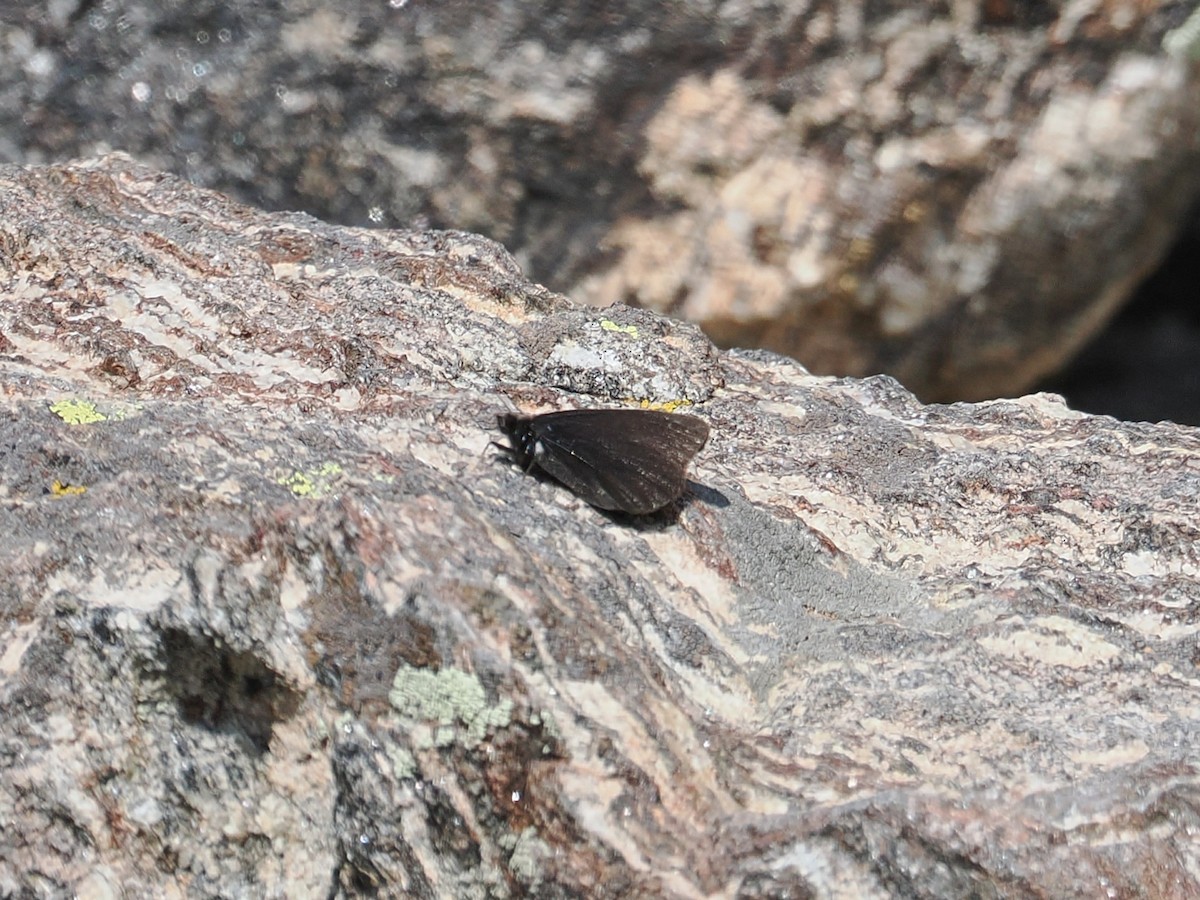 Common Sootywing - ML638821548