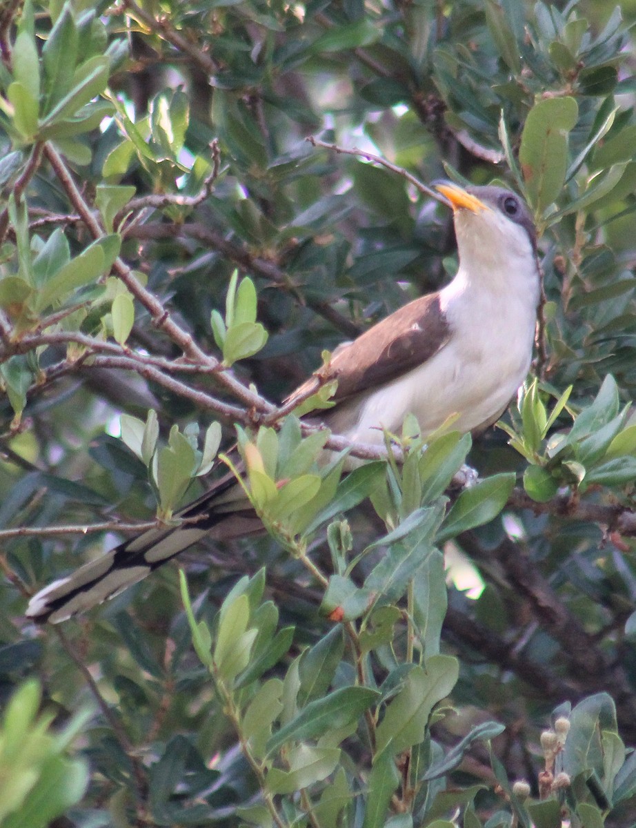 Yellow-billed Cuckoo - ML638821584
