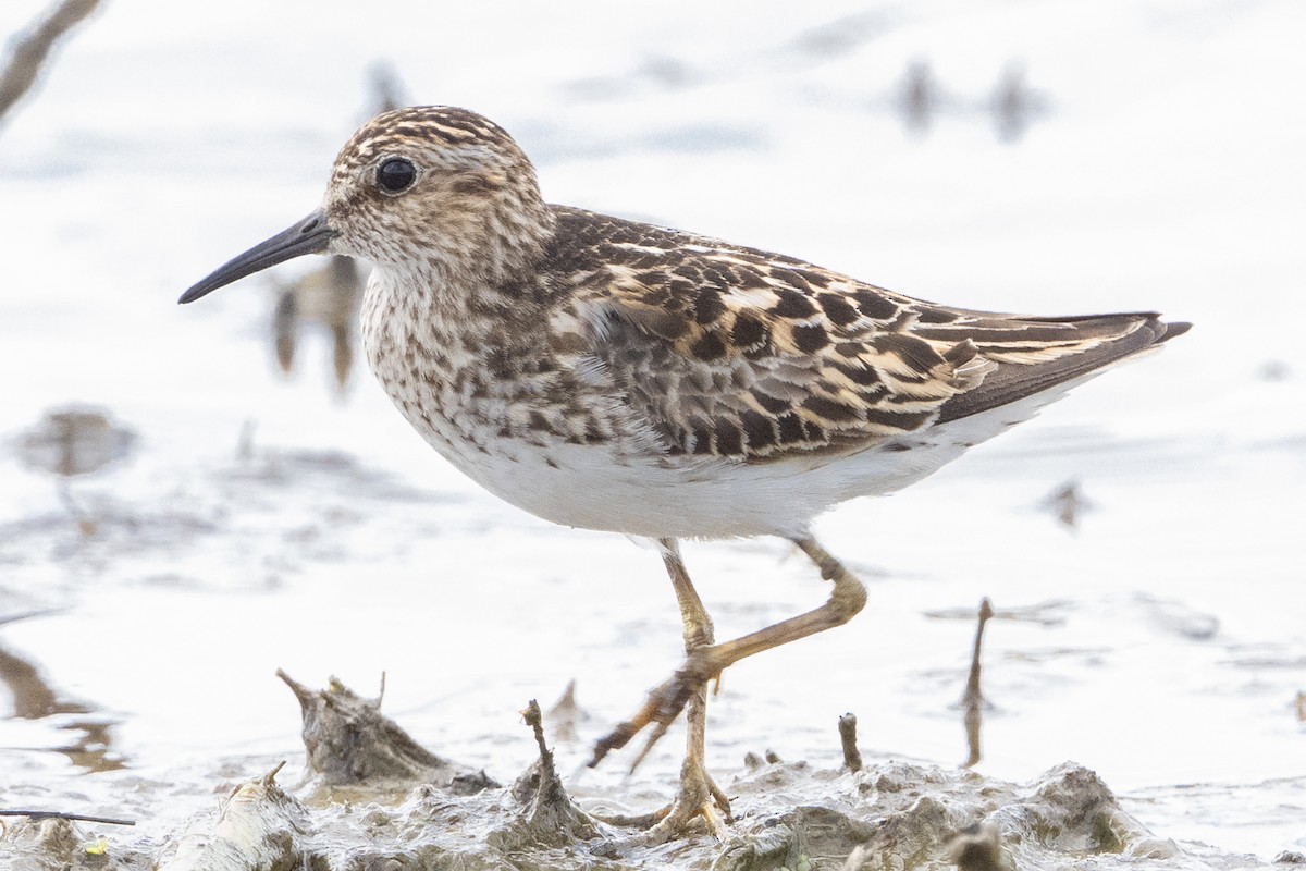 Least Sandpiper - ML638821625