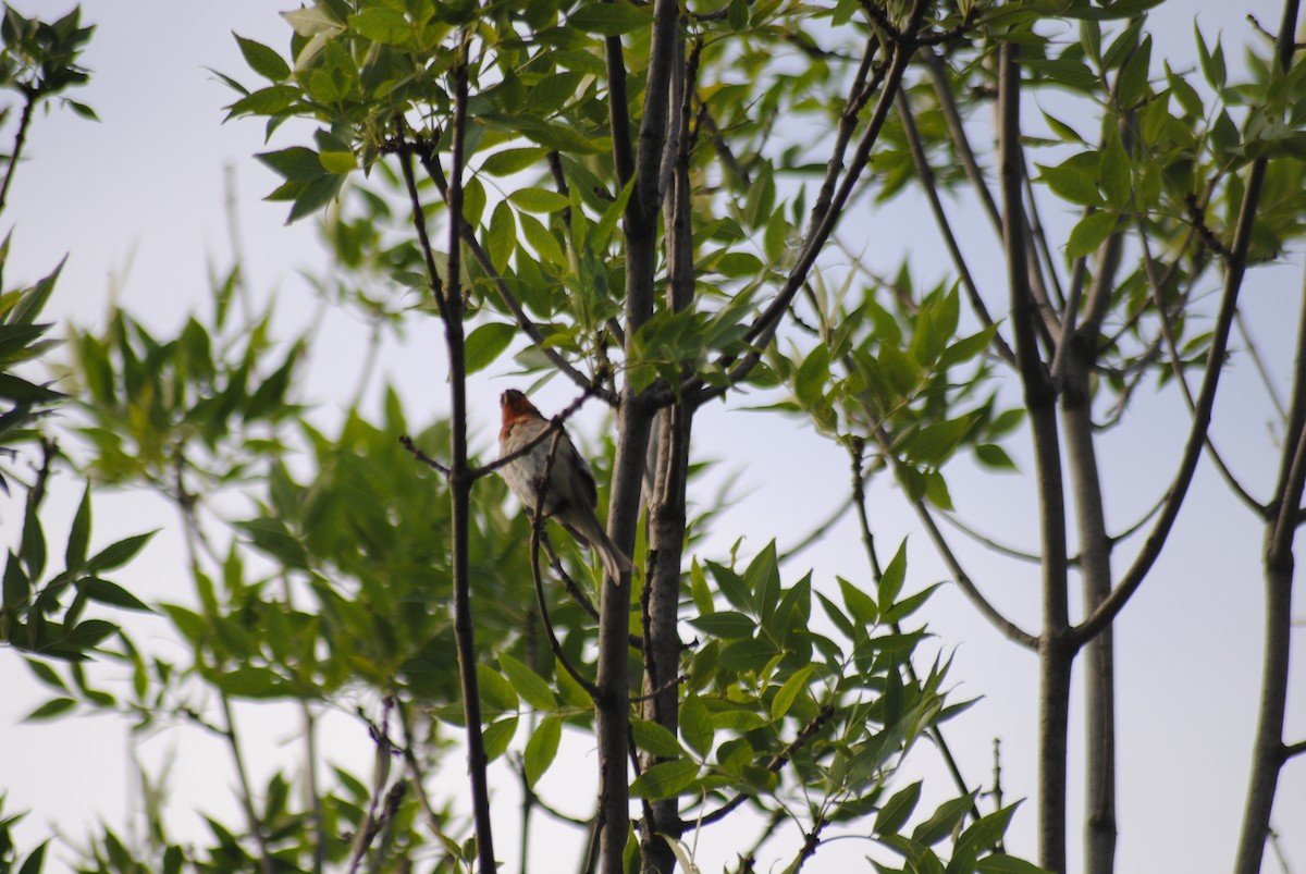 Common Rosefinch - ML638821666
