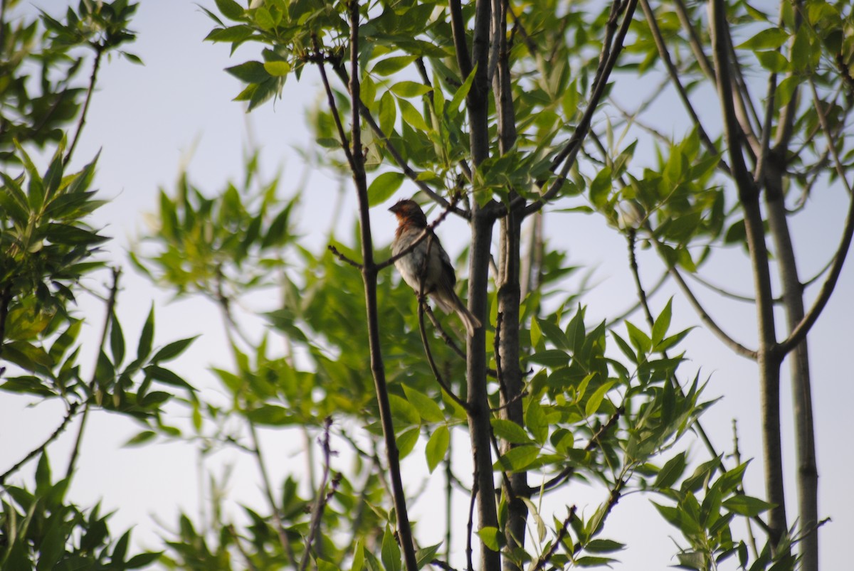 Common Rosefinch - ML638821670