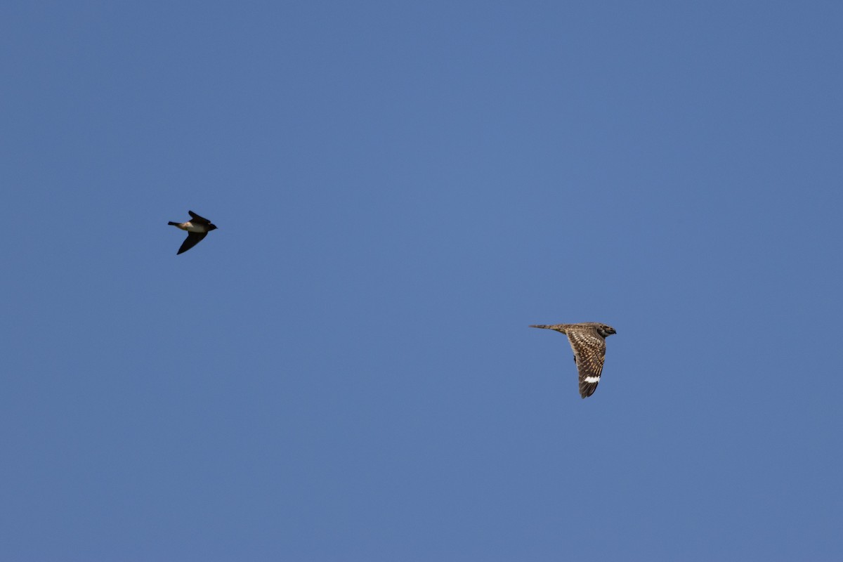 Lesser Nighthawk - ML638821682