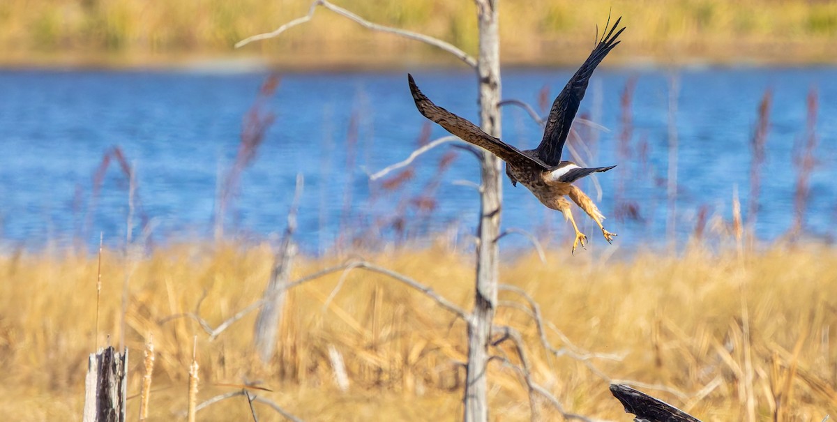 Northern Harrier - ML638821687