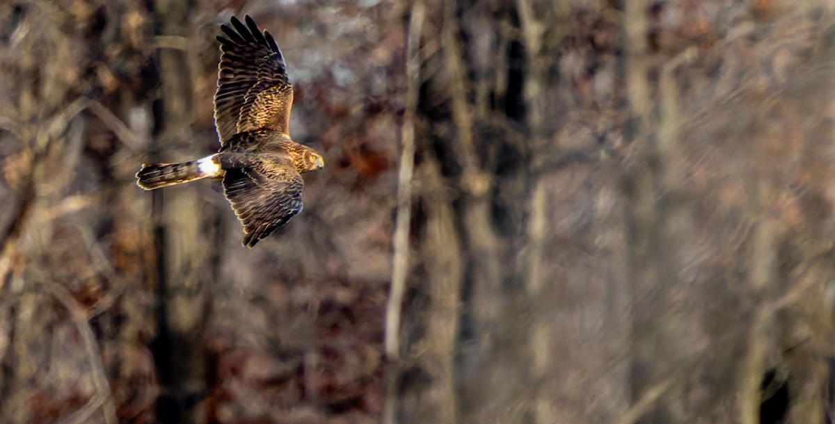 Northern Harrier - ML638821689