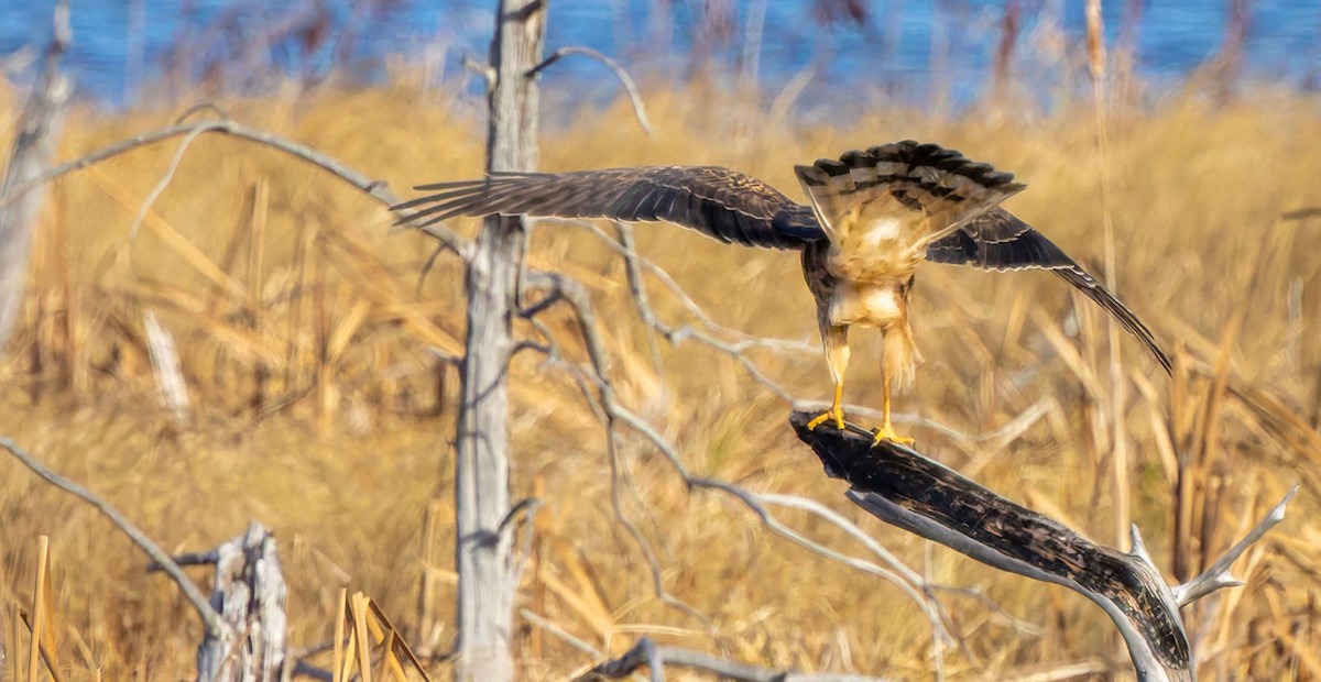 Northern Harrier - ML638821691