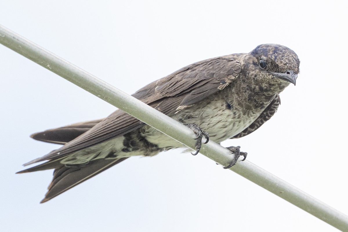 Purple Martin - ML638821696