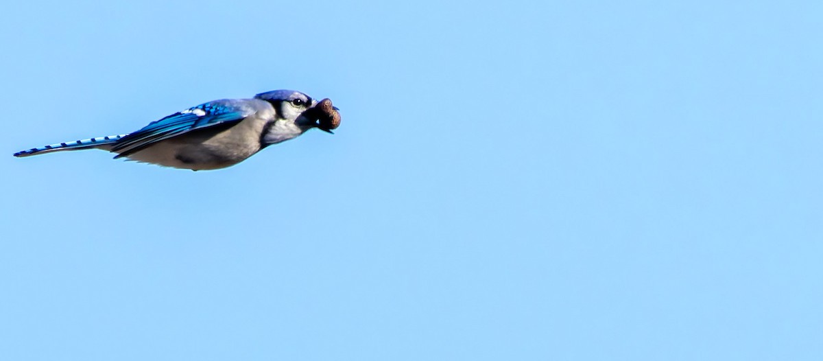 Blue Jay - ML638821710