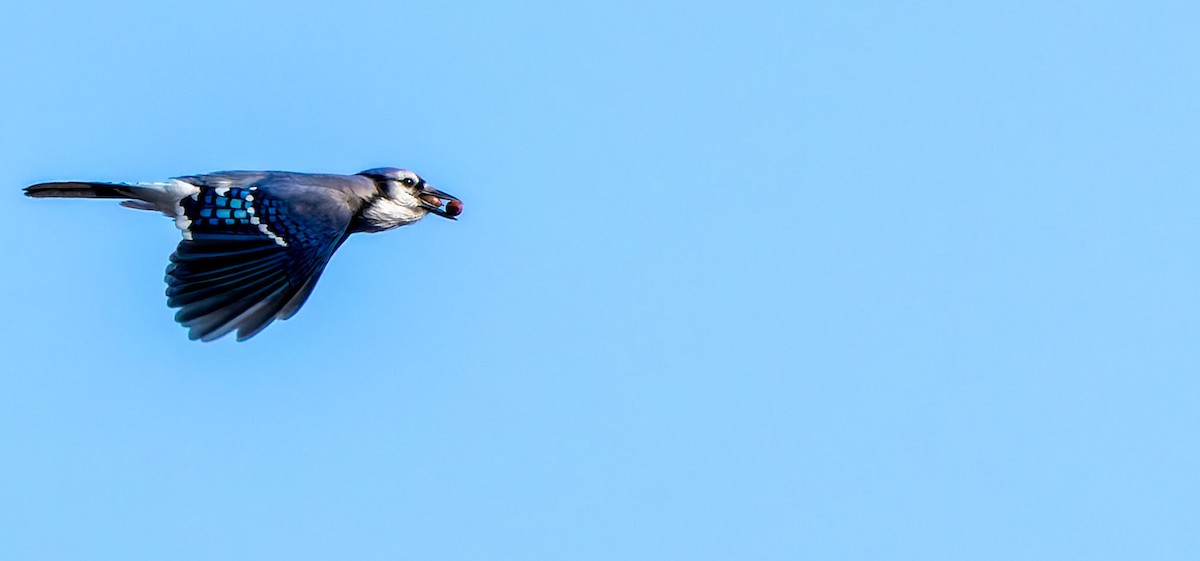 Blue Jay - ML638821711