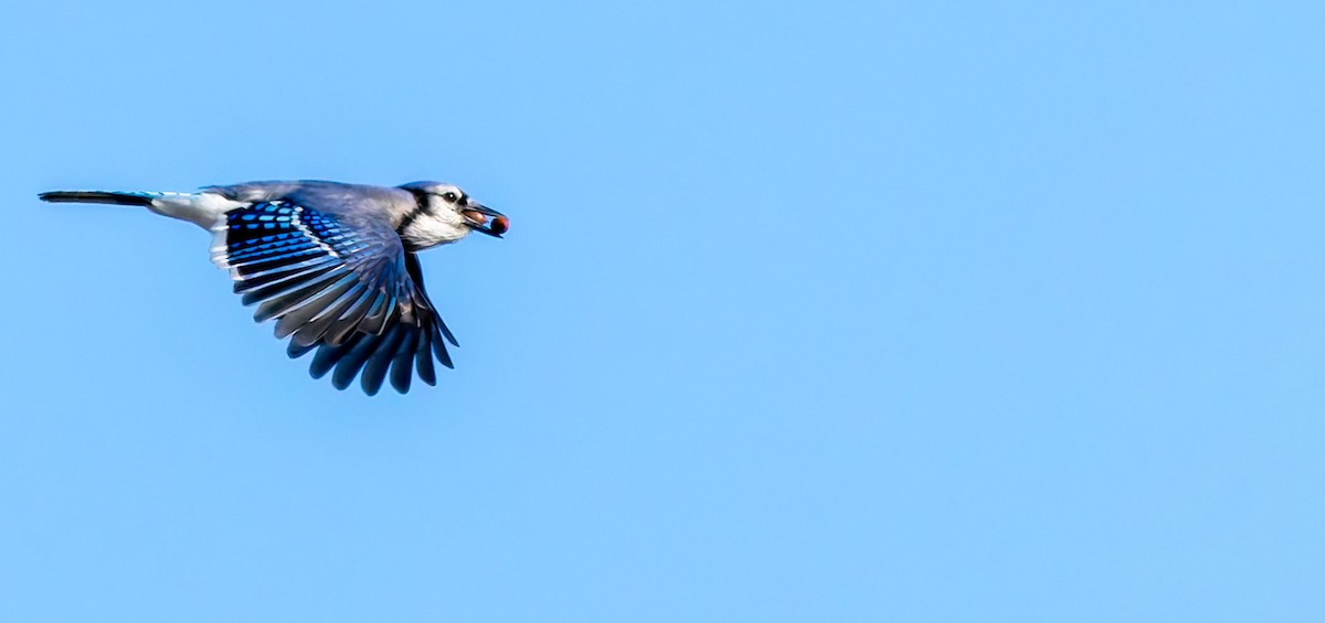 Blue Jay - ML638821713