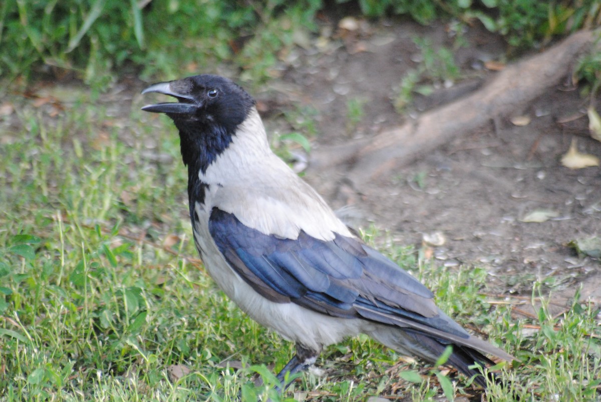 Hooded Crow - ML638821727