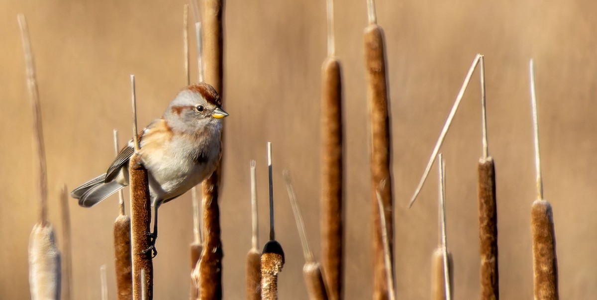 American Tree Sparrow - ML638821739