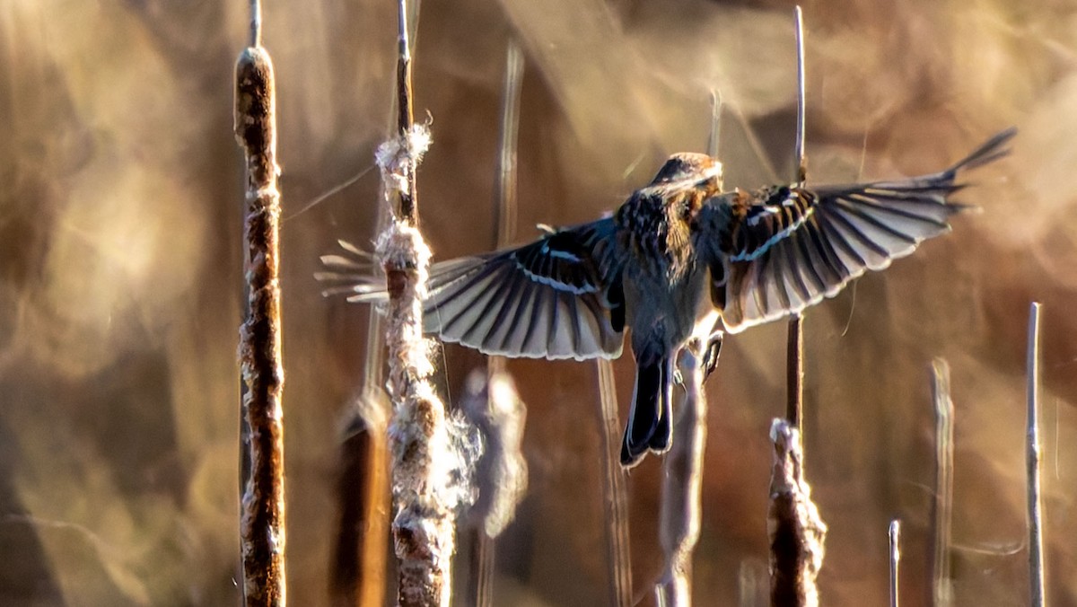 American Tree Sparrow - ML638821740