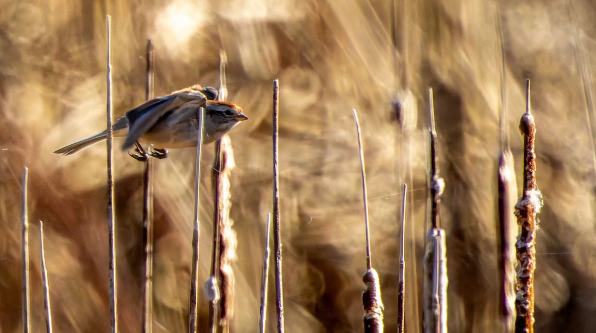American Tree Sparrow - ML638821741