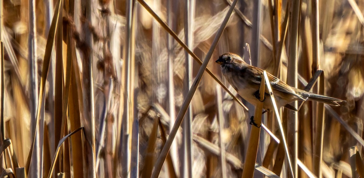American Tree Sparrow - ML638821742