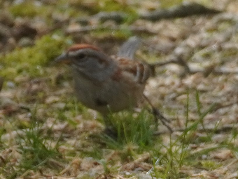 American Tree Sparrow - ML638821750