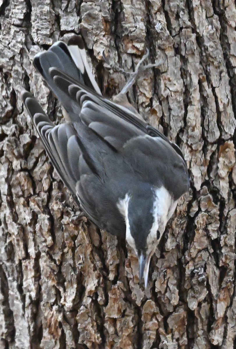 White-breasted Nuthatch - ML638821751