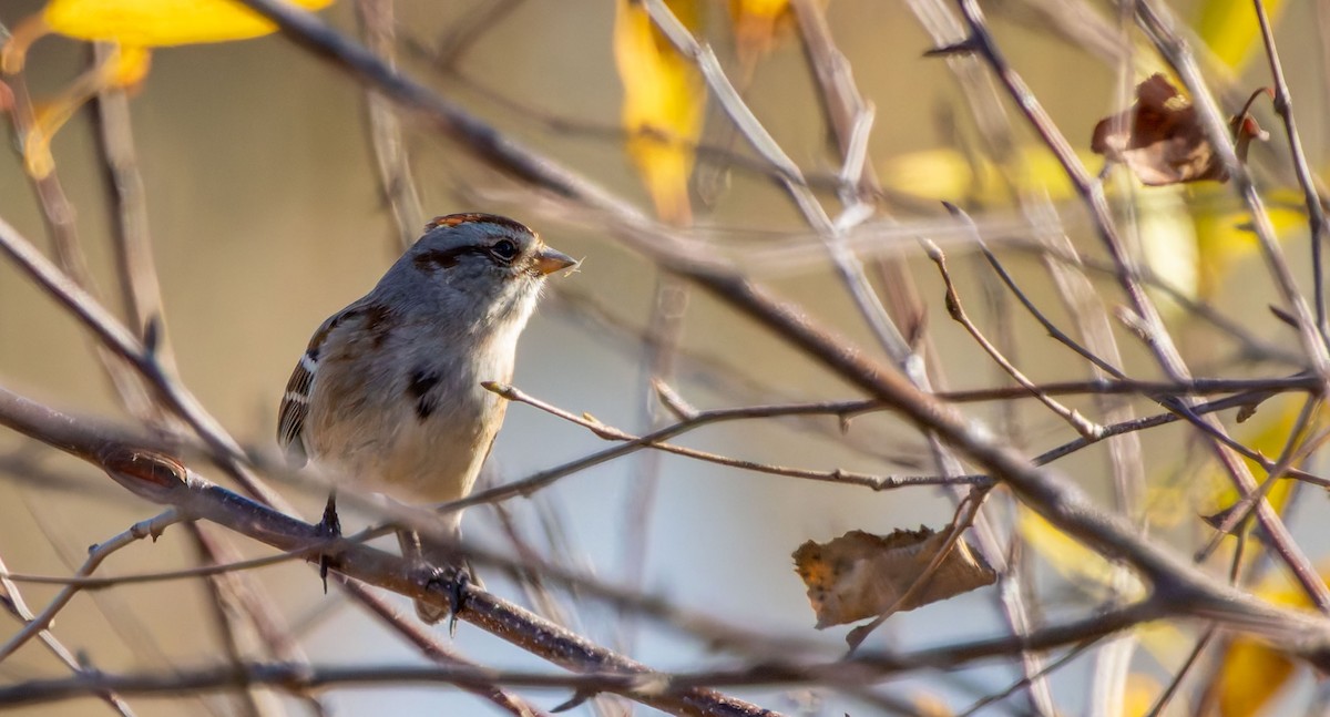 American Tree Sparrow - ML638821758