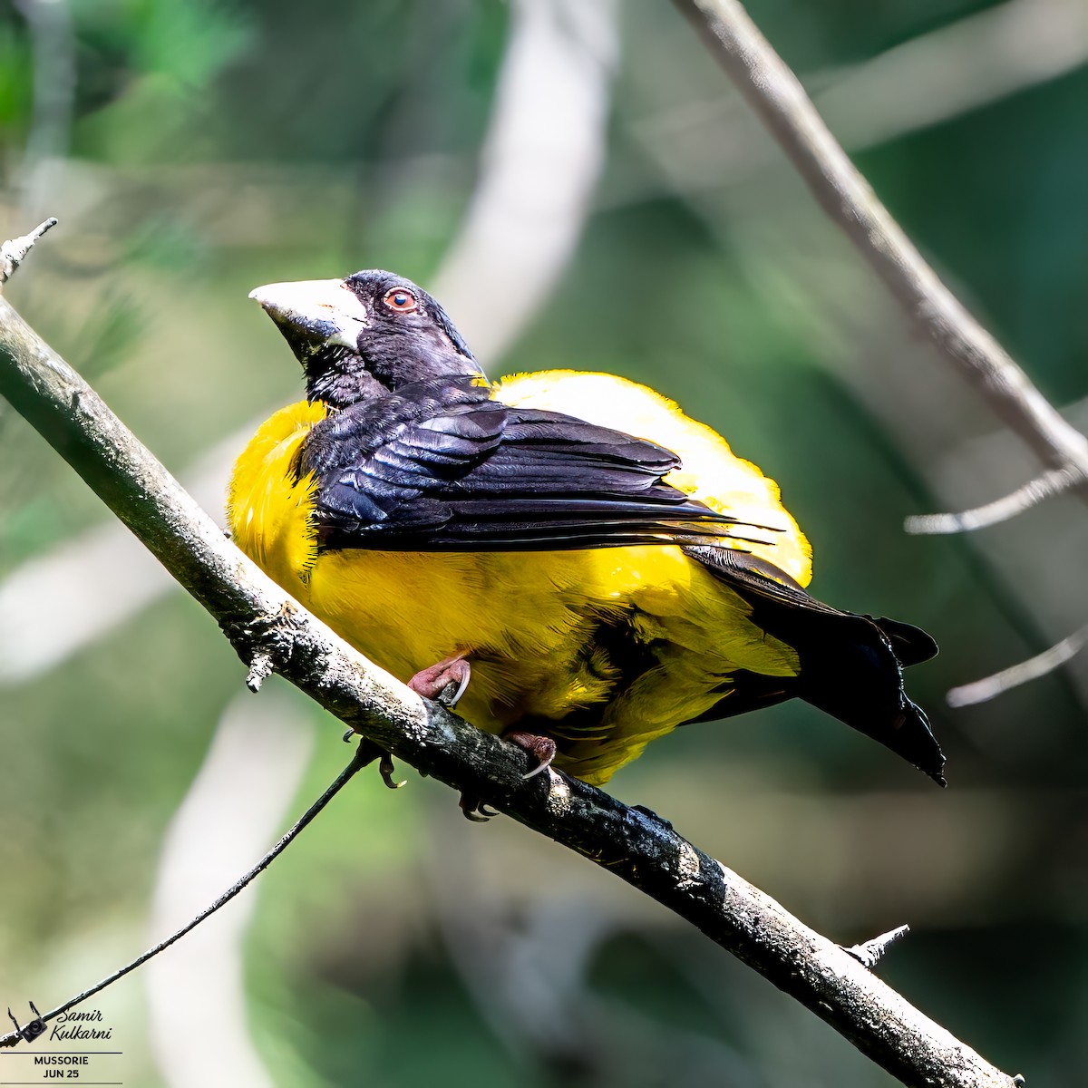 Black-and-yellow Grosbeak - ML638821762