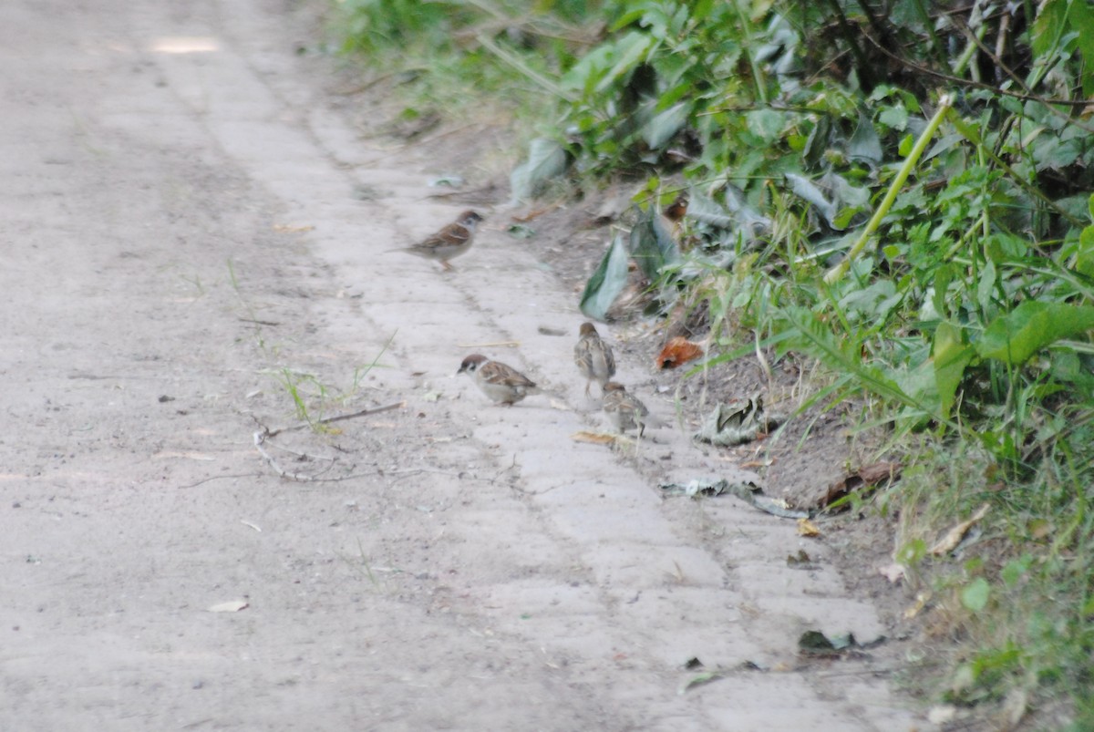 Eurasian Tree Sparrow - ML638821769