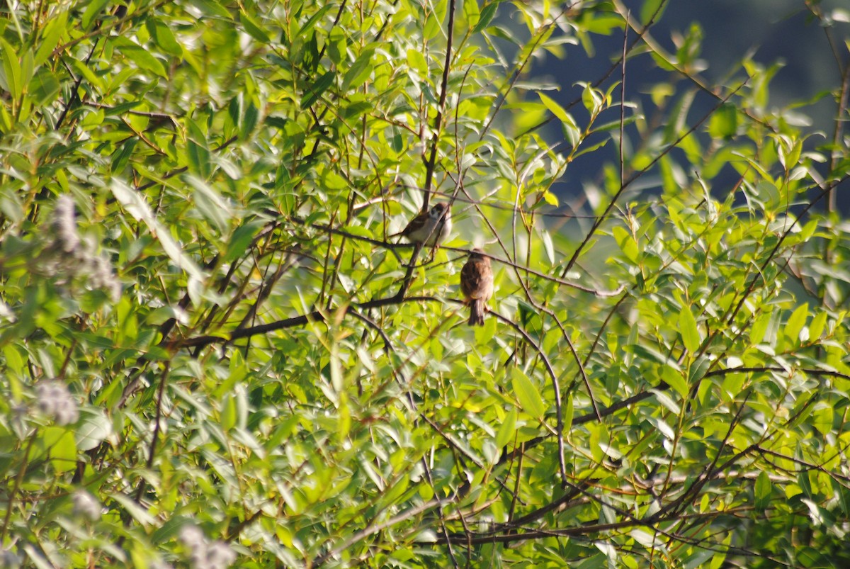 Eurasian Tree Sparrow - ML638821780