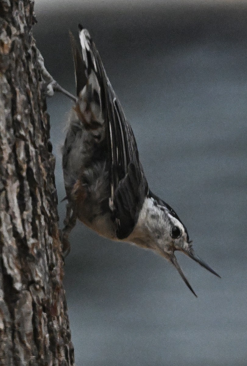 White-breasted Nuthatch - ML638821783