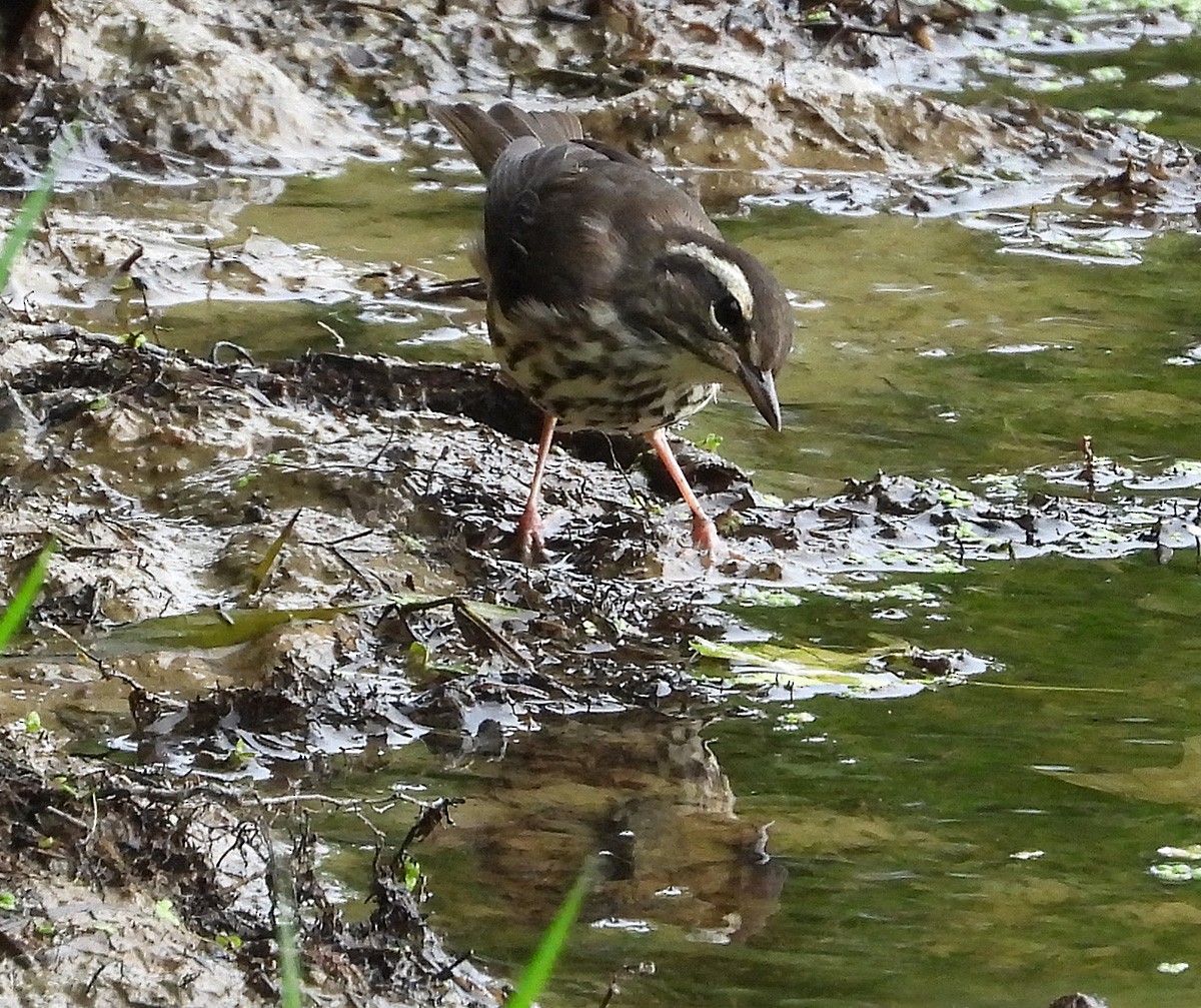 Louisiana Waterthrush - ML638821787