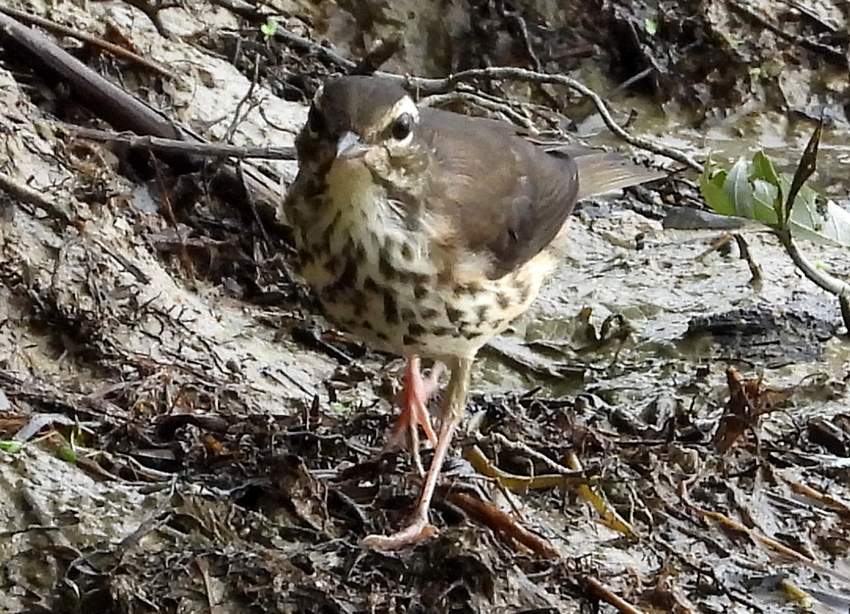 Louisiana Waterthrush - ML638821788
