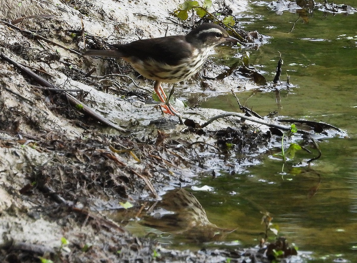 Louisiana Waterthrush - ML638821790