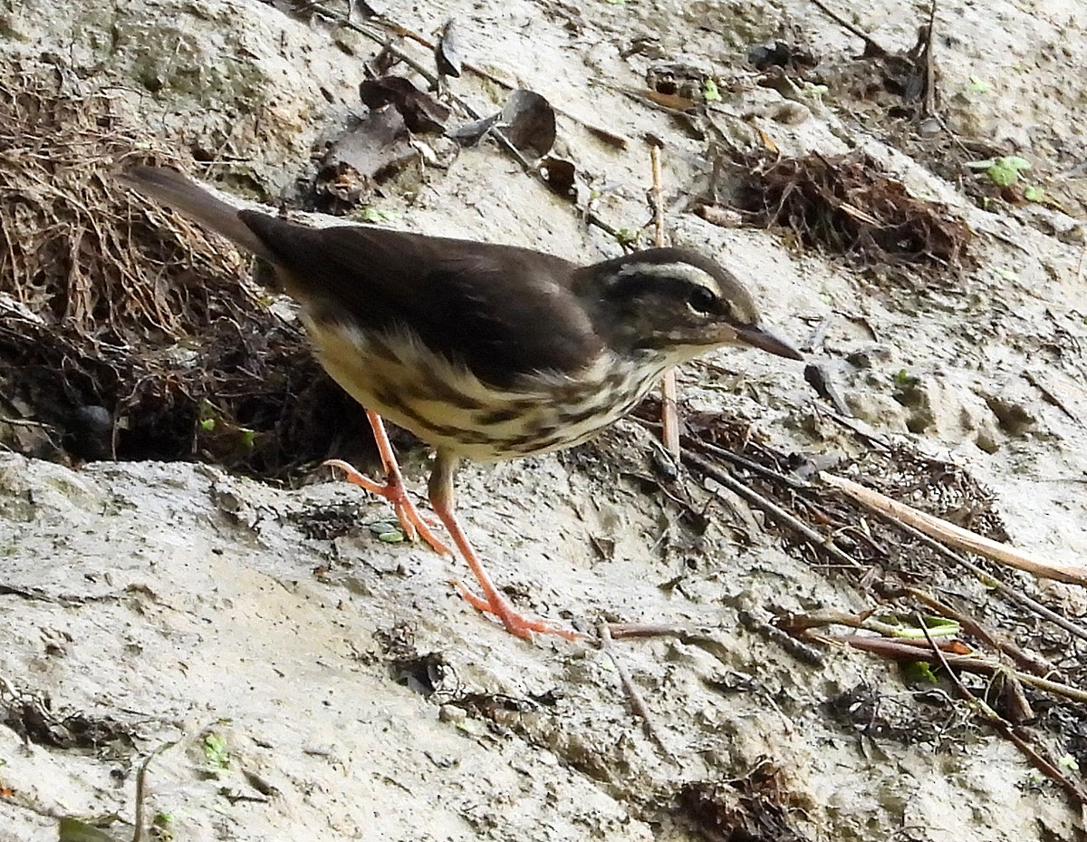 Louisiana Waterthrush - ML638821793