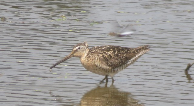 Short-billed Dowitcher - ML638821801