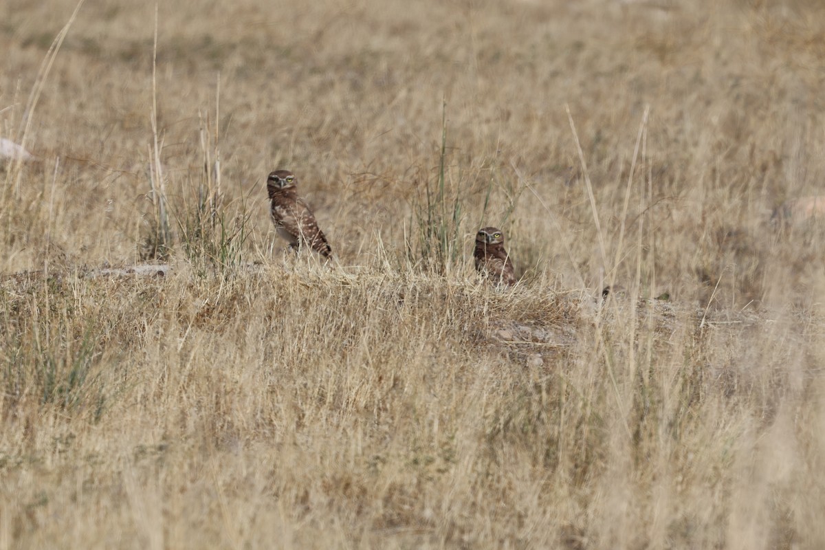 Burrowing Owl - ML638821804