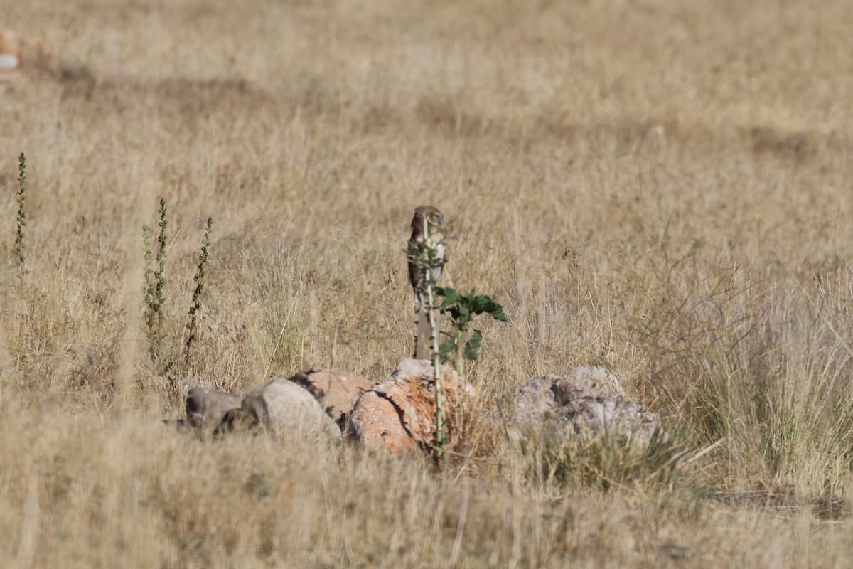 Burrowing Owl - ML638821812