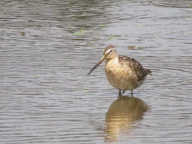 Short-billed Dowitcher - ML638821819