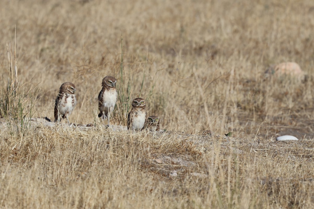 Burrowing Owl - ML638821821