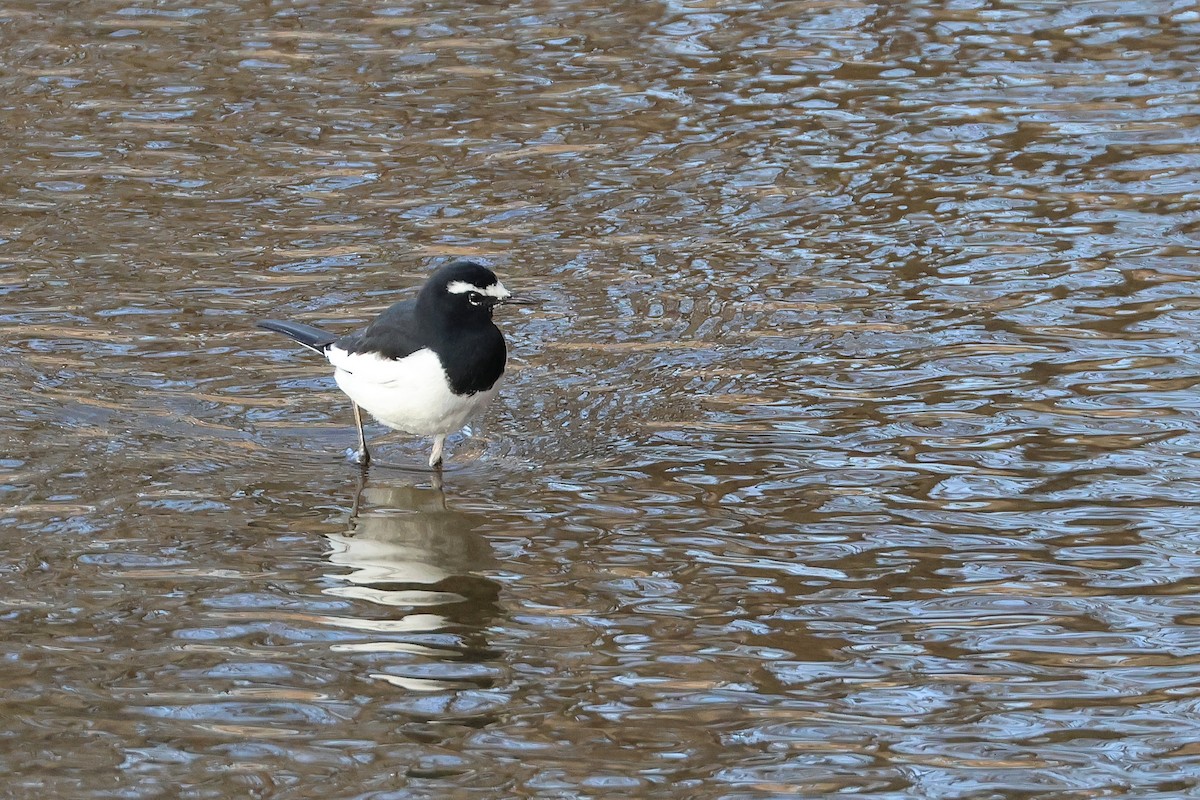 Japanese Wagtail - ML638821824