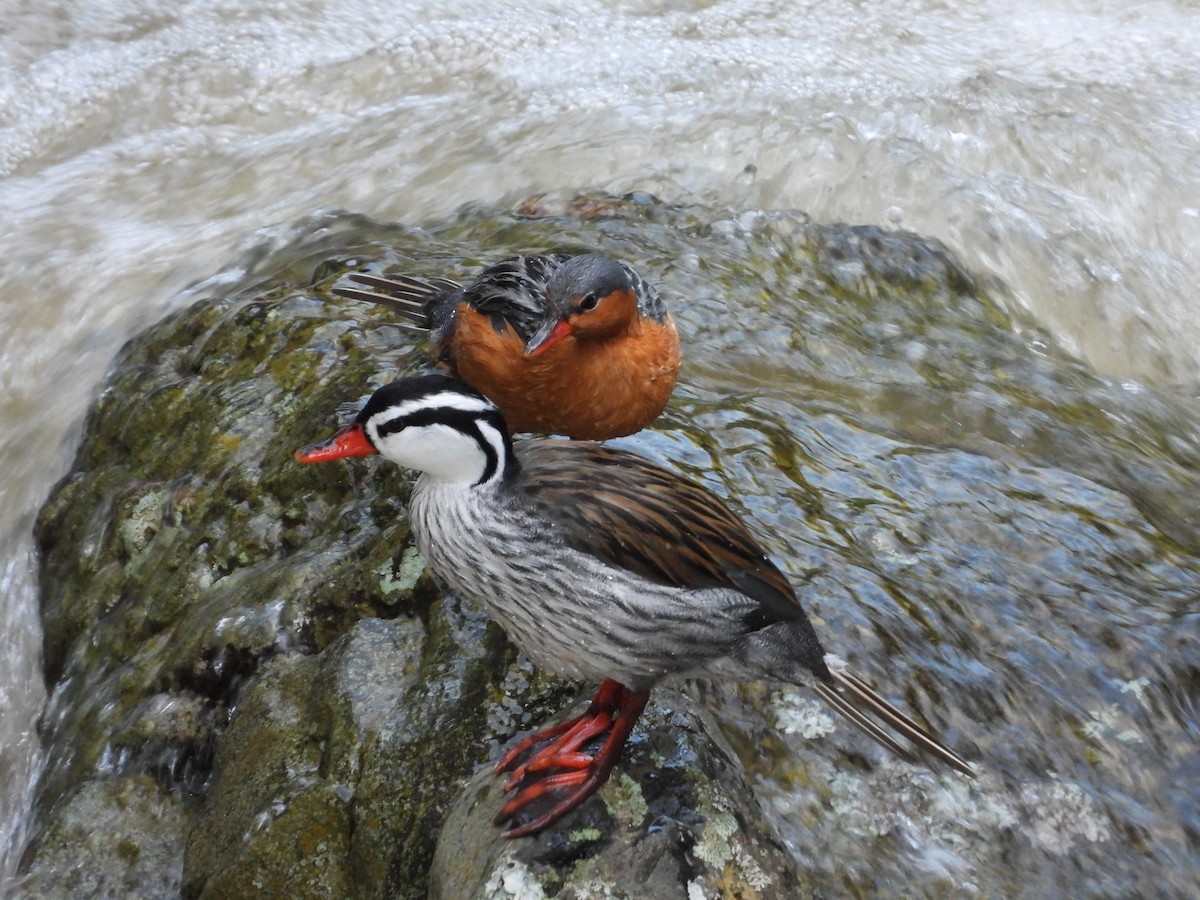 Torrent Duck - ML638821826