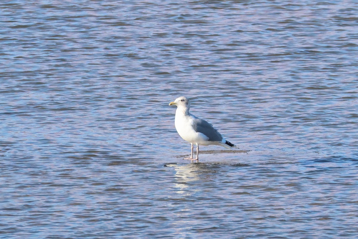 Vega Gull - ML638821827