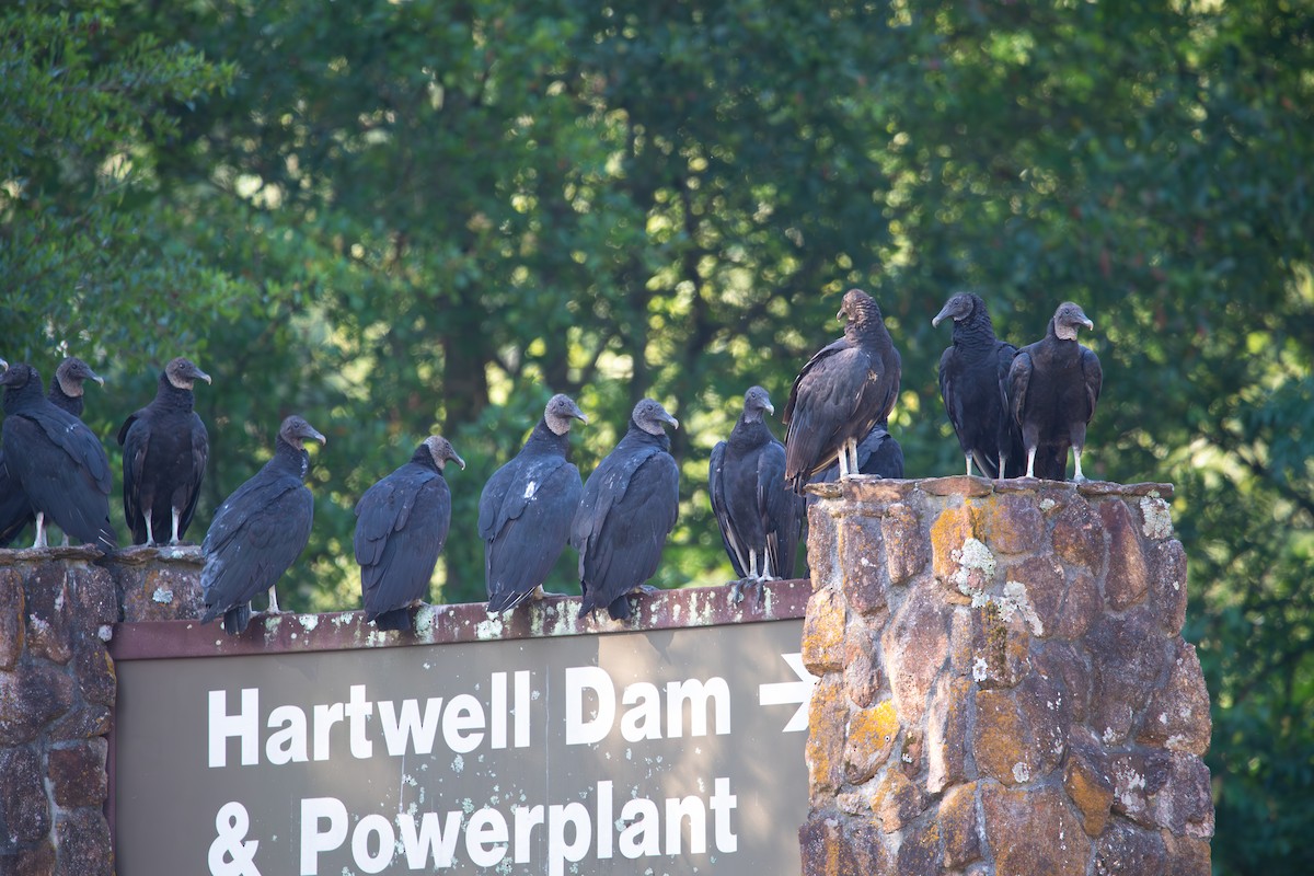 Black Vulture - ML638821828