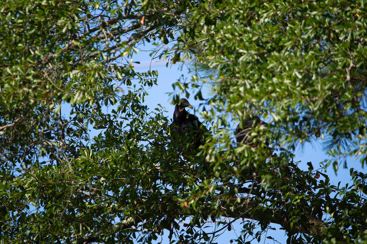 Black Vulture - ML638821831