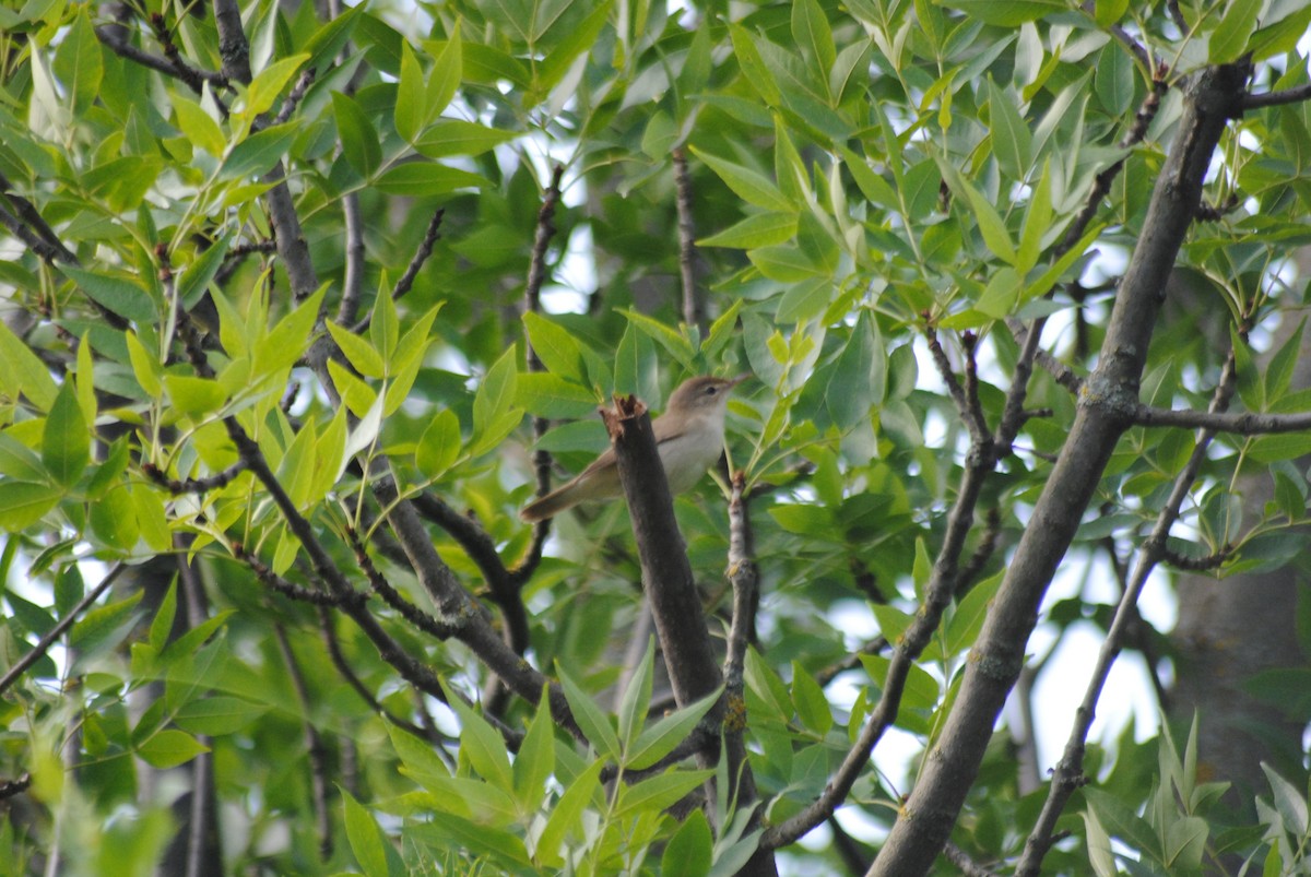 Marsh Warbler - ML638821832