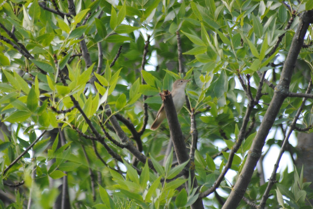 Marsh Warbler - ML638821839