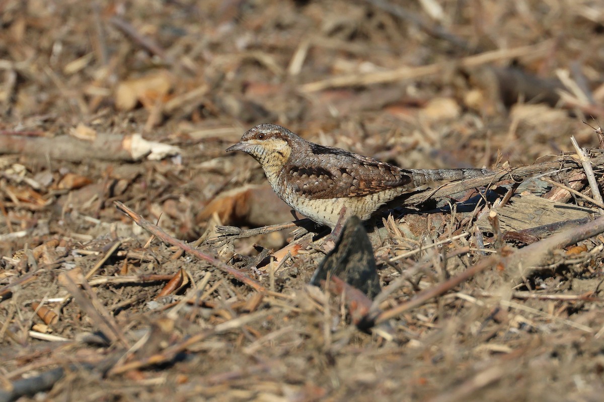 Eurasian Wryneck - ML638821852