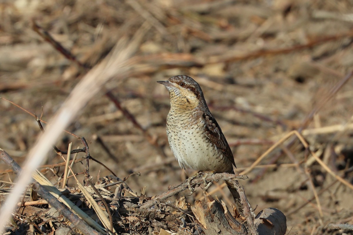 Eurasian Wryneck - ML638821853