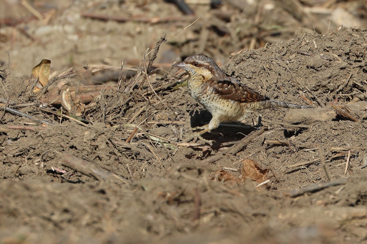 Eurasian Wryneck - ML638821854