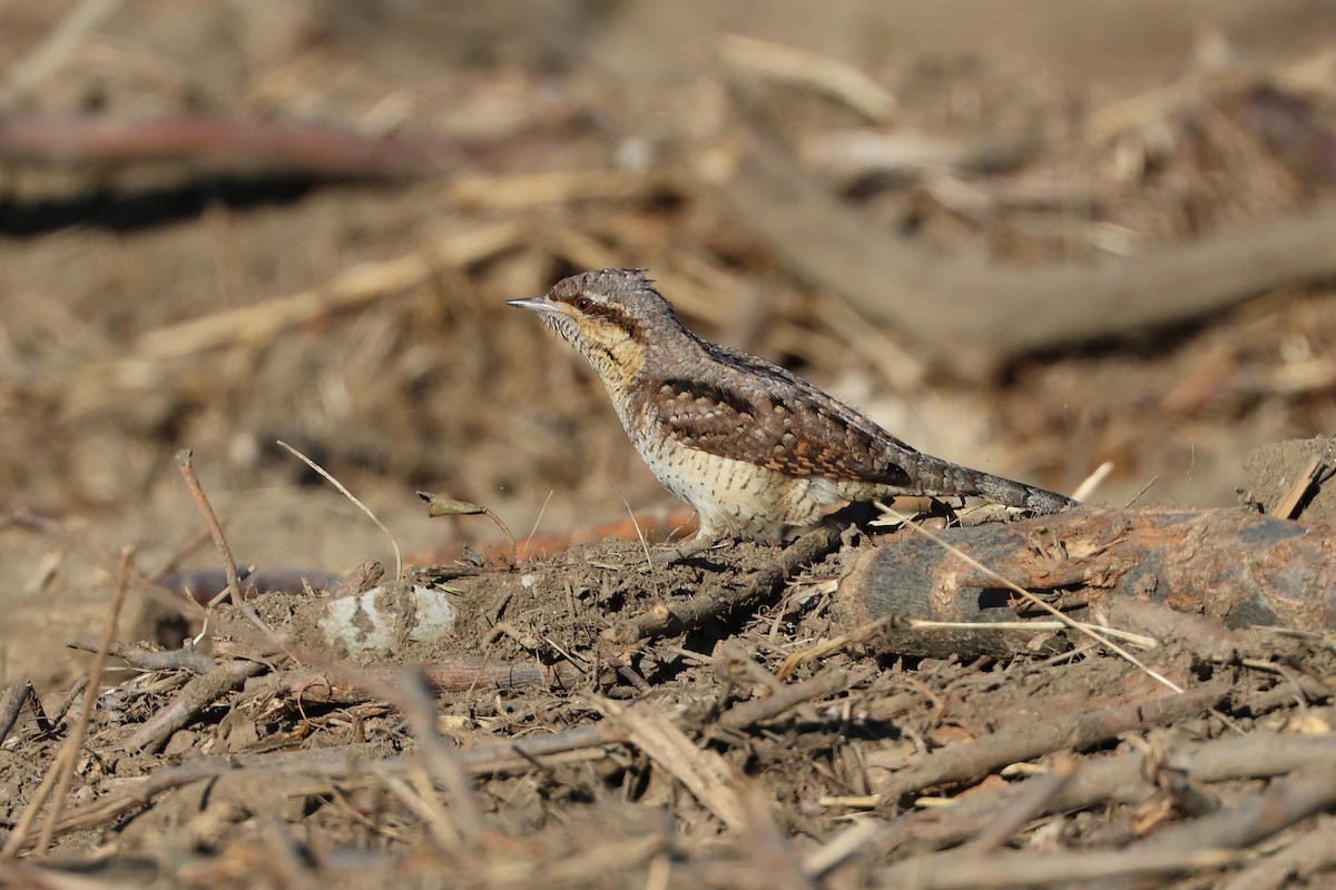 Eurasian Wryneck - ML638821855