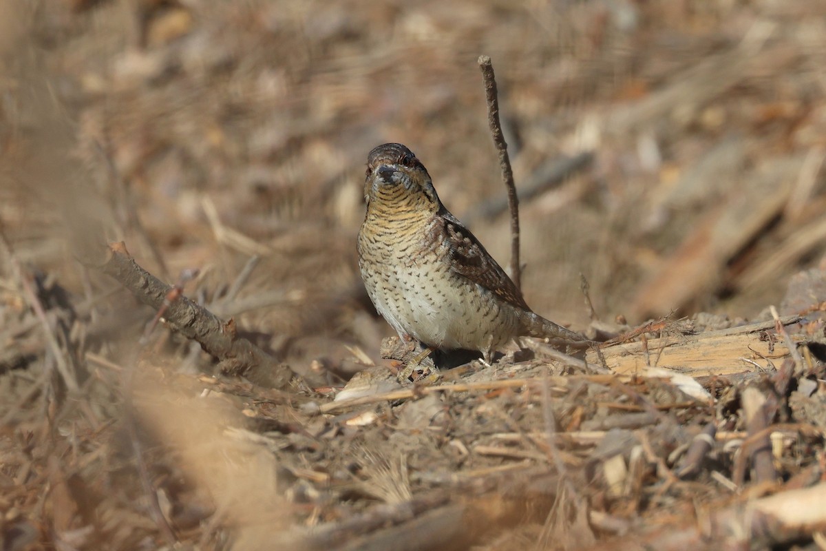 Eurasian Wryneck - ML638821856