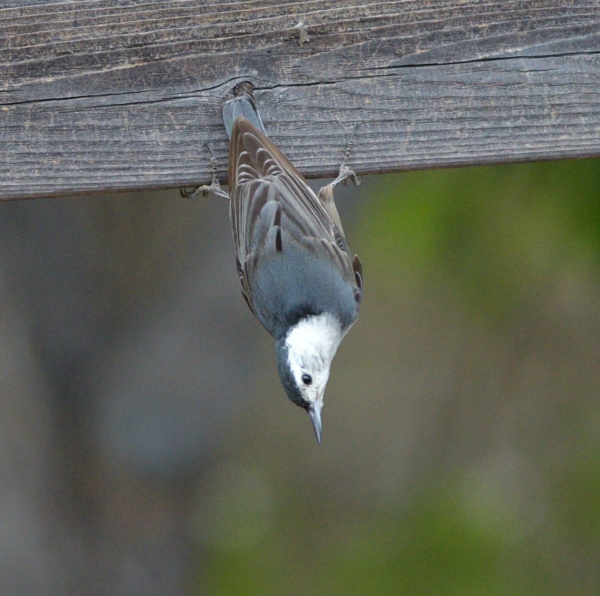White-breasted Nuthatch - ML638821871